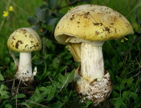 10 tipos de hongos venenosos que es mejor dejar en el bosque