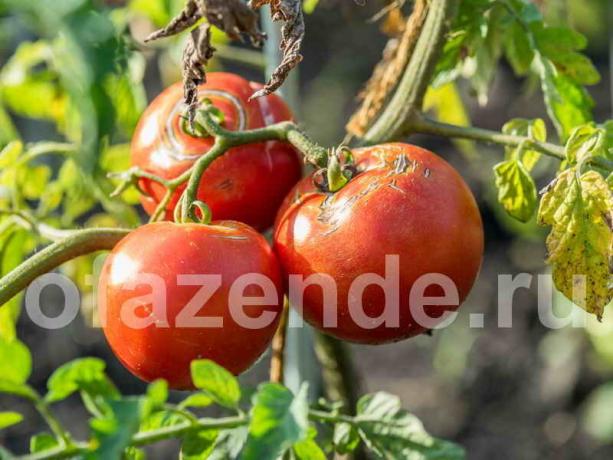 Los tomates se agrietan. Ilustración para un artículo se utiliza para una licencia estándar © ofazende.ru