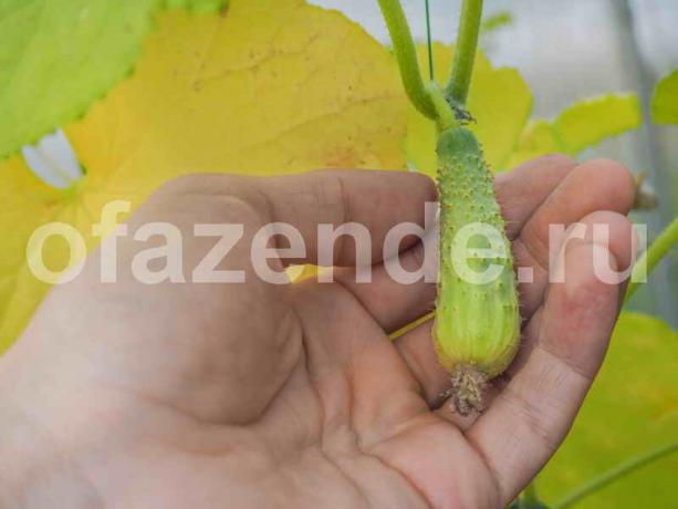 Todo lo que necesita saber acerca de los cultivos de pepino