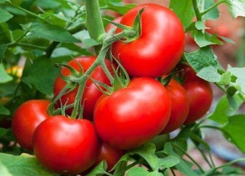 Los métodos efectivos para ayudar a crecer tomates dulces