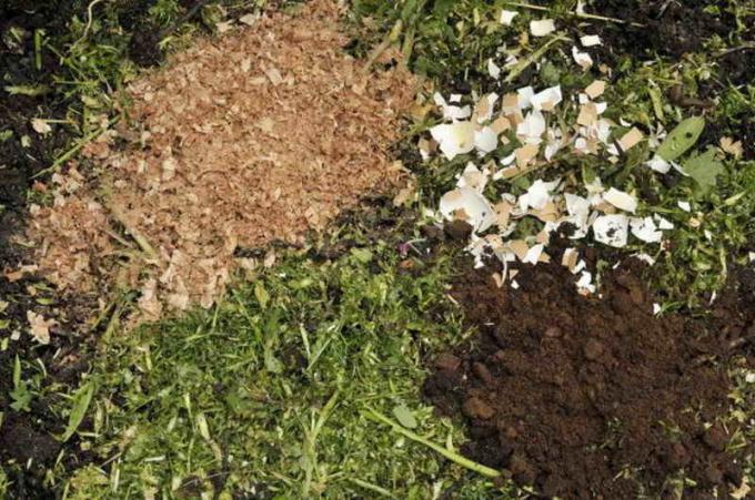 Las cáscaras de huevo mejor incorporados en el suelo cavando en el otoño, junto con otros fertilizantes