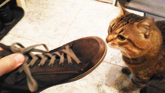La aceptación de los zapatos de mi gato.