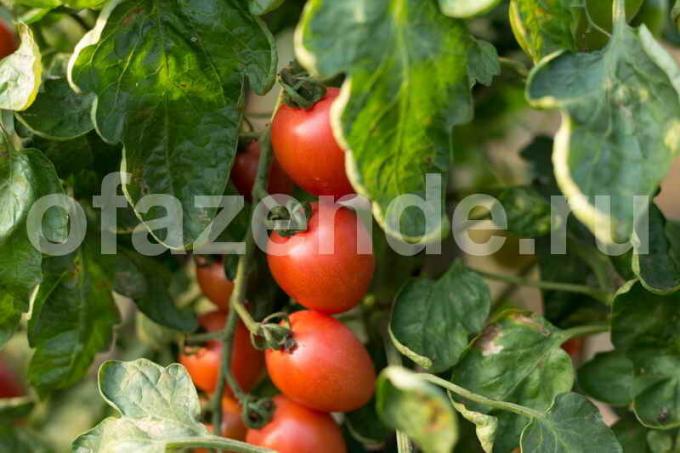 El cuidado de los tomates en invernaderos