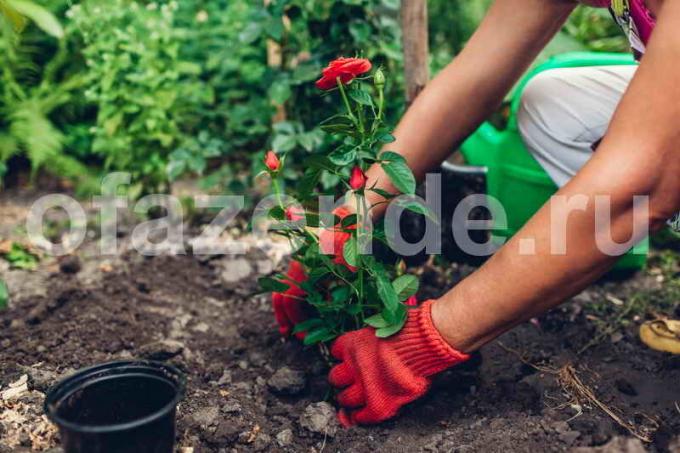 El cultivo de rosas en el jardín