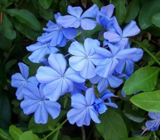 inflorescencias azules monocromáticos