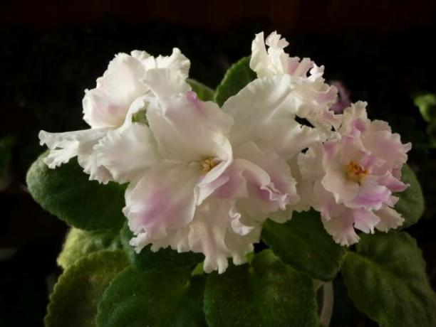 Cuatro mejor alimentación para el florecimiento violetas casquillo