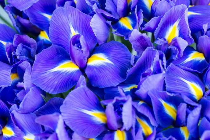 Blooming Iris. Ilustración para un artículo se utiliza para una licencia estándar © ofazende.ru