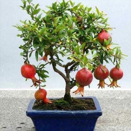 La granada es adecuado para el cultivo técnica de bonsái