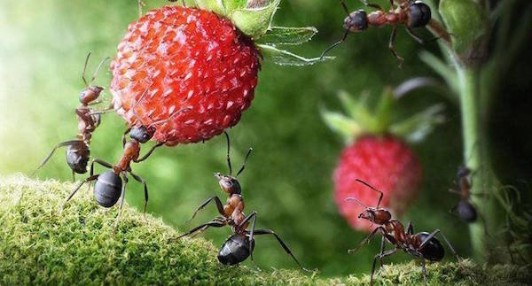 Hormigas en el sitio: daño o beneficio?