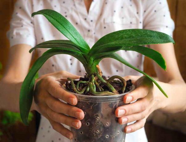 ¿Por qué las raíces de orquídeas están secos, y se ven fuera de la olla? Una señal de que es hora de tomar medidas