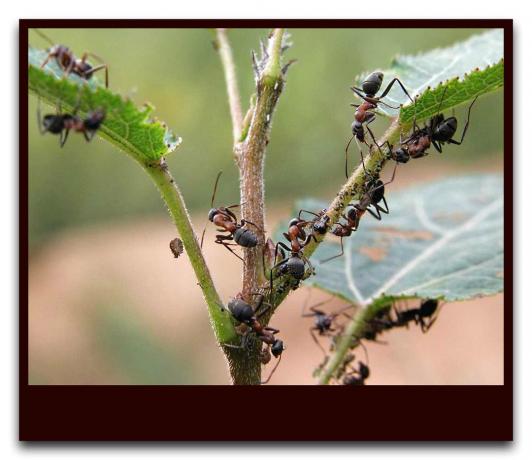 Las hormigas protegen a los pulgones