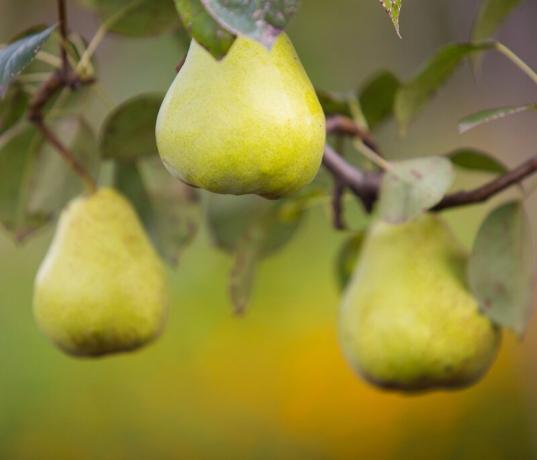 La alimentación de otoño de manzanas y peras para el invierno y la cosecha