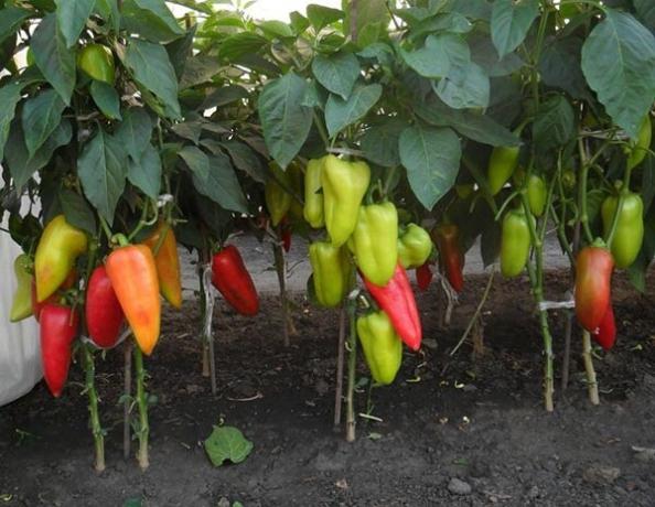 8 Consejos para una excelente cosecha de pimienta