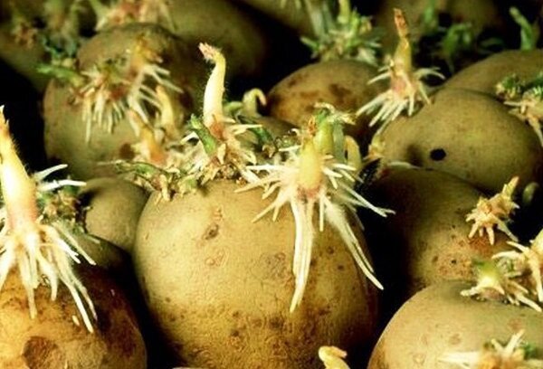 La preparación adecuada antes de patatas de siembra, lo que proporcionará una rica cosecha
