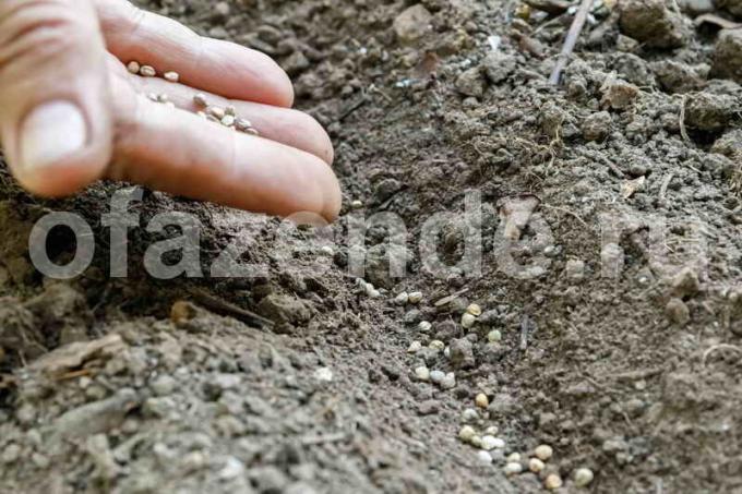 La siembra de semillas de zanahoria. Ilustración para un artículo se utiliza para una licencia estándar © ofazende.ru