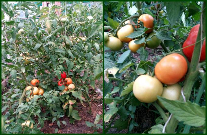 ¿Cómo consigo buenos tomates vinculados con rapidez y se sonrojaron. La cosecha será mucho!