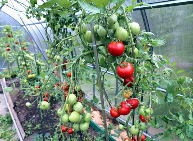 El cuidado de los tomates en el invernadero (Foto usada bajo la licencia estándar © ofazende.ru)