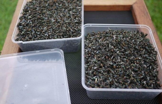Cottager producido atrapamoscas sin arte, que esta semana ha conseguido más de 2 kg de moscas