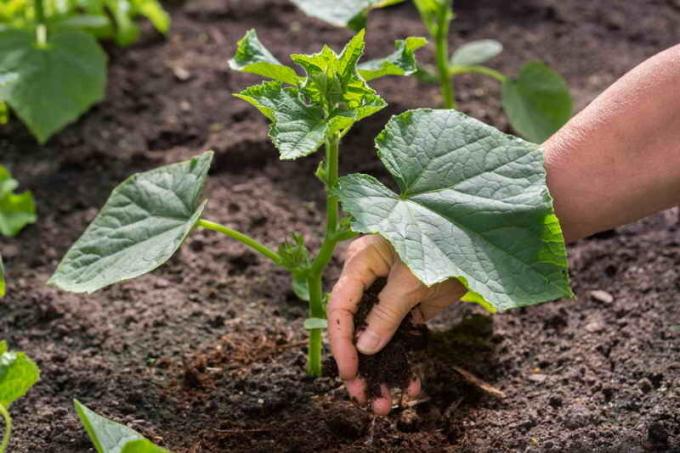 ¿Cuándo y cómo producir los pepinos pasynkovanie?