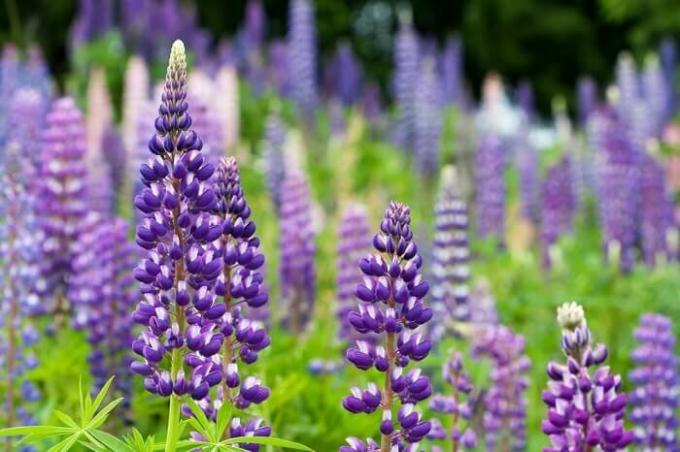 Lupin no es una mala hierba, y un excelente abono verde: beneficios y características de las plantas