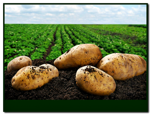 Ubicarse en las 3 variedades de patata bielorrusos! No se arrepentirá! 👍