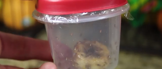 Cómo deshacerse de las moscas pequeñas en la cocina: ideas simples