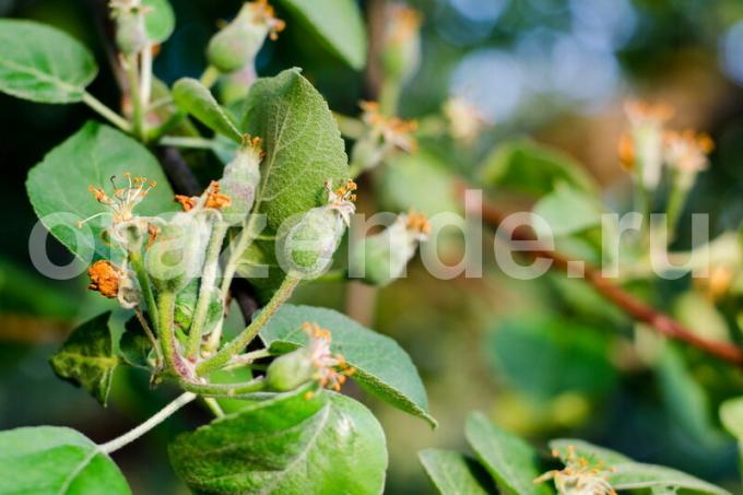 El cultivo de árboles de manzana. Ilustración para un artículo se utiliza para una licencia estándar © ofazende.ruVy de cultivo de manzana? 