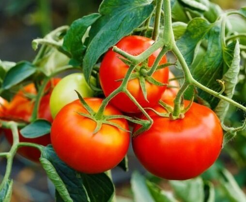 Cómo extender la fructificación de los tomates en agosto