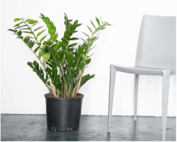 Zamioculcas - una planta que se ve bien en el interior. Ilustraciones para un artículo tomado de internet