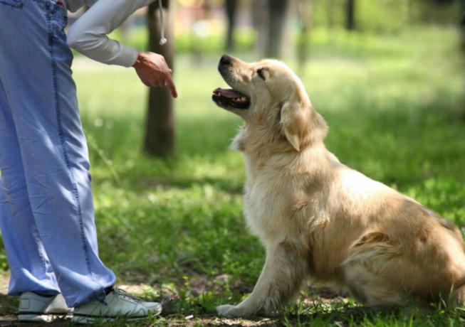 Perro para viviendas particulares: lo que se crían para elegir?