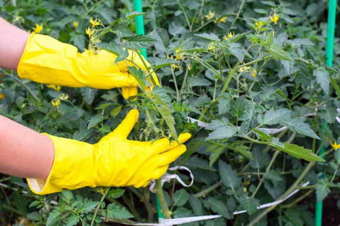 Follaje en los tomates - eliminar o no? Todo el pasynkovanii verduras