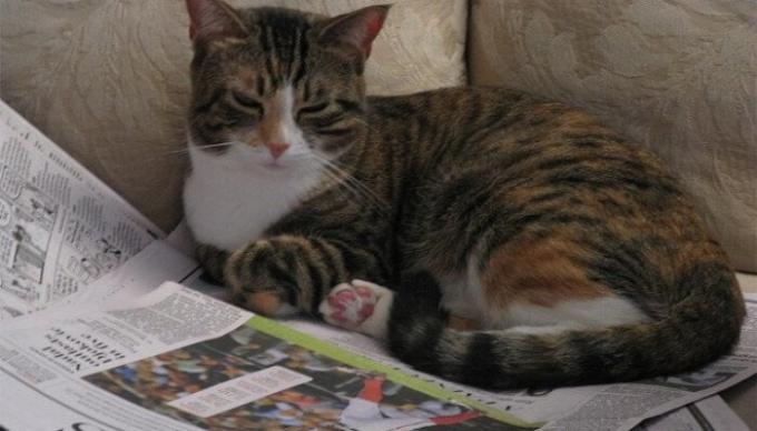 Ecológico, reciclable una vez por semana para camas de animales domésticos. / Foto: tuxedo-cat.co.uk