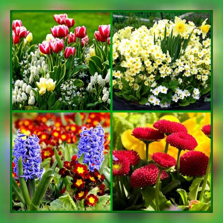 ¿Qué tipo de flores para plantar su lecho de flores, si usted quiere que sea floreciendo desde principios de primavera hasta finales de otoño
