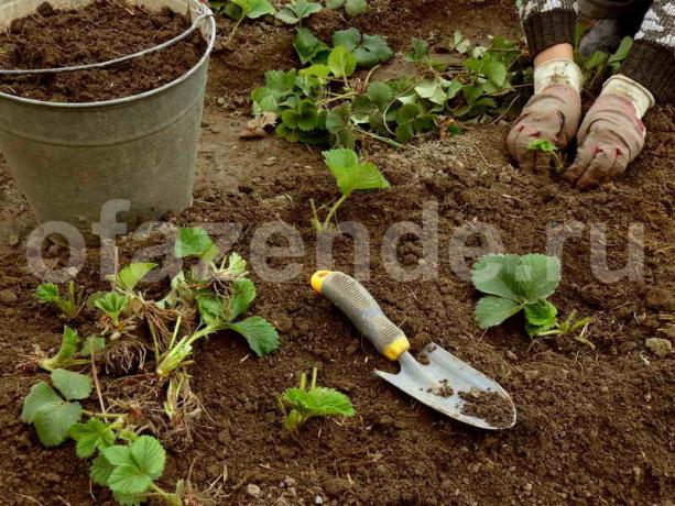 Cómo fresas planta en agosto, no se preocupe por la cosecha del próximo año?