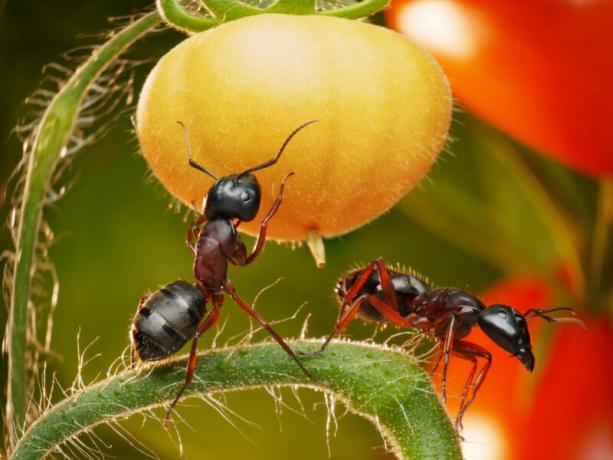 Los turistas todos los años tratando de encontrar la mejor manera de hormigas de jardín. Ilustración para un artículo se utiliza para una licencia estándar © ofazende.ru