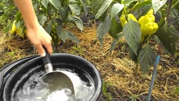 Cosas que hacer en el jardín y en el jardín, lo que hay que hacer en agosto