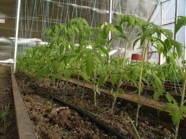 Cómo proteger el cultivo en el invernadero de plagas y enfermedades