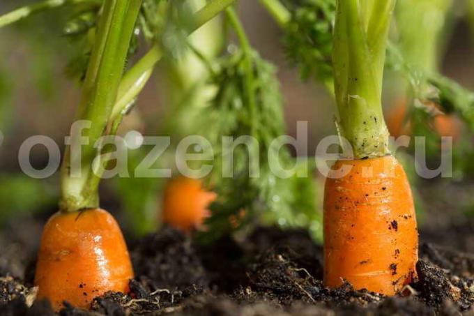 La creciente zanahorias. Ilustración para un artículo se utiliza para una licencia estándar © ofazende.ru