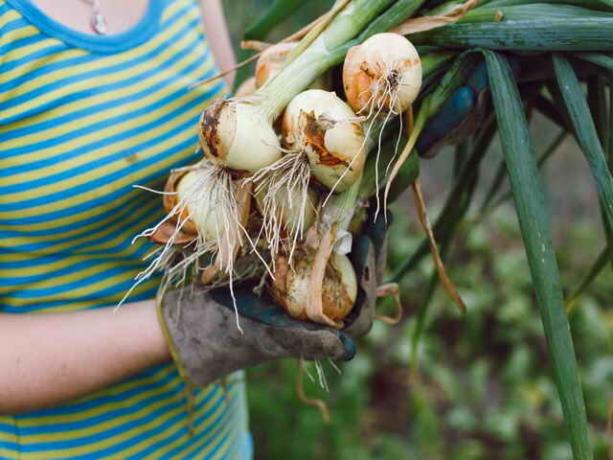 Cebolla y ajo: Todo lo que necesita saber para jardineros
