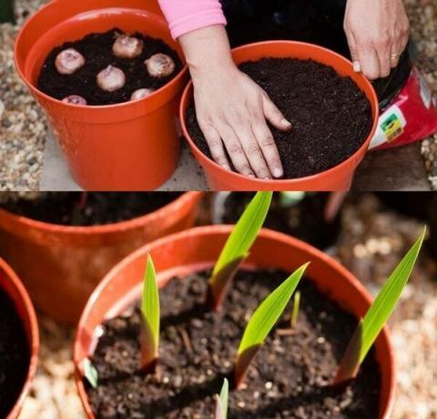 No se recomienda el método de propagación de semillas gladiolos implica algunas dificultades, por lo que los jardineros recién llegados recurren a ella. Las características de alta calidad no siempre se pueden pasar exactamente a través de semillas. La reproducción de híbridos modernos no gladiolos éxito. método practicado entre los criadores de semillas para desarrollar nuevas variedades. Si usted quiere hacer crecer a partir de semillas gladiolos, es necesario adquirir material de siembra de alta calidad. Por regla general, las semillas se presentan en las tiendas especializadas, son cuidadosamente seleccionados y cumplen plenamente con la variedad.