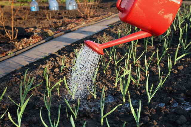 Para proteger contra las enfermedades en la primavera se pulverizan con fungicidas