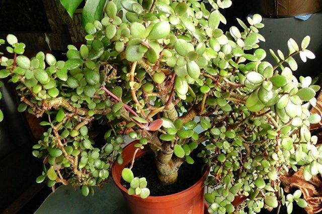 Jade está creciendo rápidamente, y hay que vigilar constantemente el proceso. Para un árbol de dinero rápido crecimiento, regar con moderación: además de aumentar el incentivo para plantar masa verde, que retiene la humedad.
