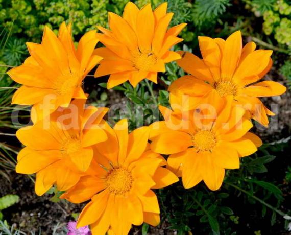 Gatsaniya flor (Gazania): Descripción y lavado