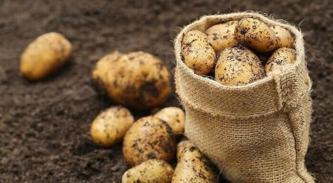 Cómo preparar el terreno en el otoño bajo las patatas y luego obtener una buena cosecha