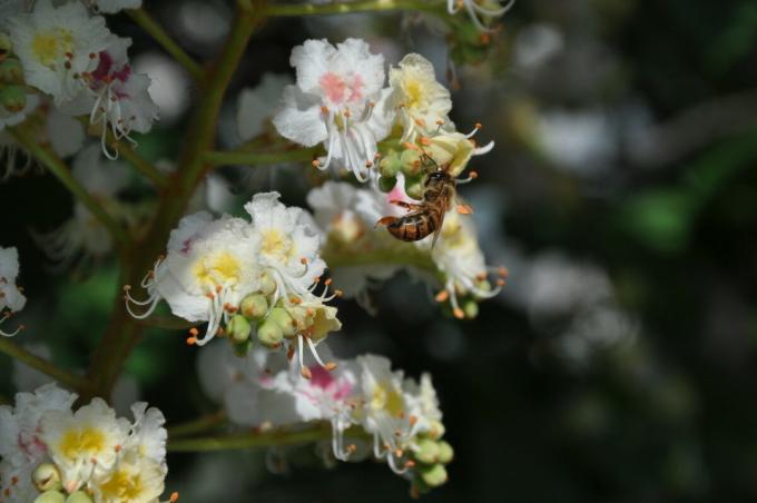 Como miel de castaño ayuda a curar muchas enfermedades, y por qué se considera que es una fuente de su salud y la longevidad