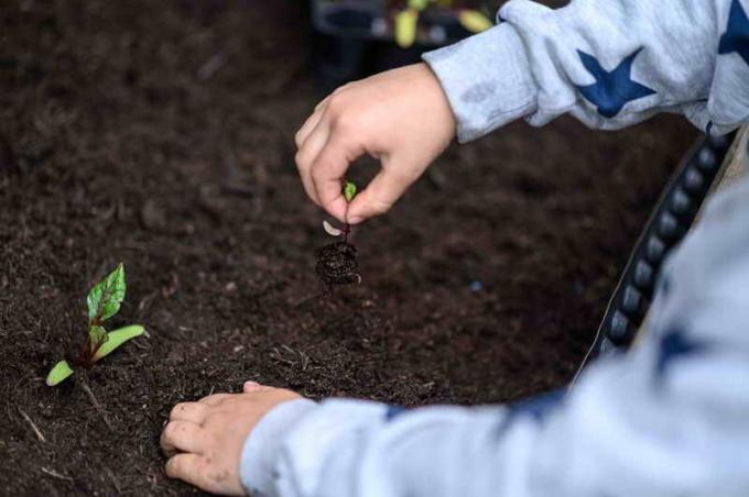 Valiosos consejos para la remolacha de cultivo