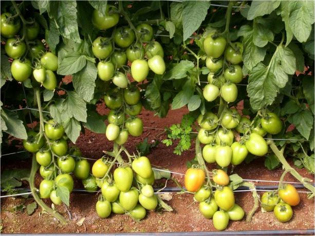 5 mejores variedades rendimiento de tamaño insuficiente temprana (!) De los tomates por el campo abierto (en 2020)