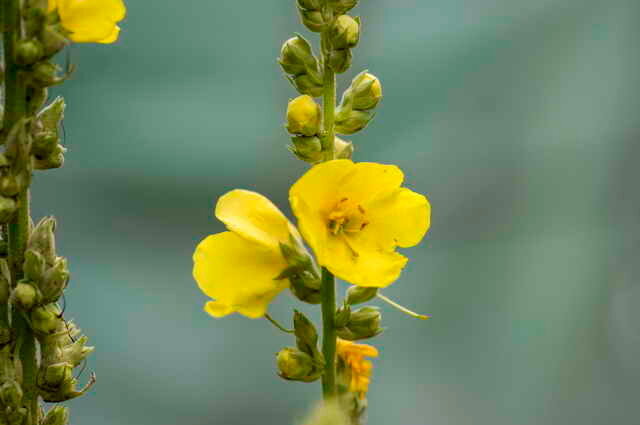 Flores amarillo claro. Ilustración para un artículo se utiliza para una licencia estándar © ofazende.ru