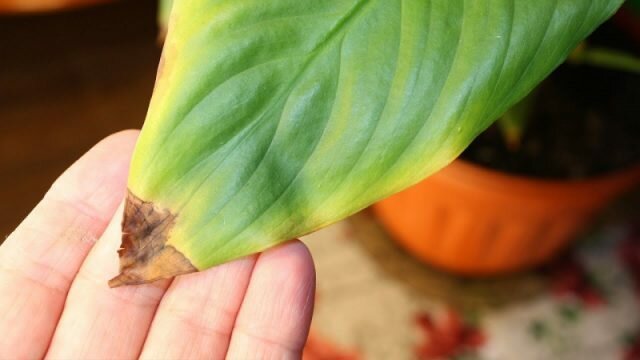 Tropical guapo Spathiphyllum responde a la sequedad y el calor de uno de los primero