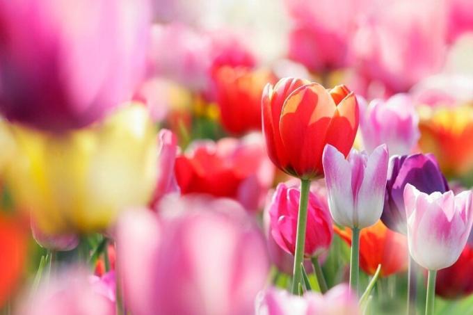 Tulipanes en flor. Ilustración para un artículo se utiliza para una licencia estándar © ofazende.ru